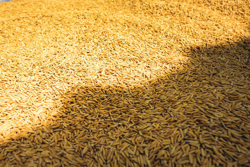 paddy rice and rice seed backgound