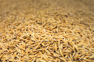 Fototapeta premium paddy rice and rice seed backgound