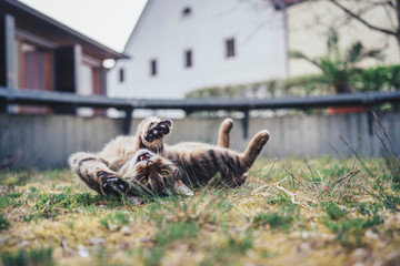 cat rolling on grass