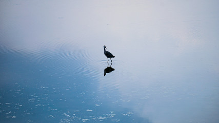 These are migratory birds taken at Giheung Lake Park in Yongin, Korea.