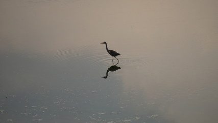 These are migratory birds taken at Giheung Lake Park in Yongin, Korea.
