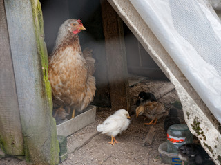 rustic red hens with chickens in nature