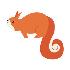cute squirrel animal vector
