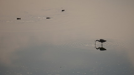 These are migratory birds taken at Giheung Lake Park in Yongin, Korea.