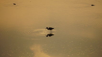 These are migratory birds taken at Giheung Lake Park in Yongin, Korea.