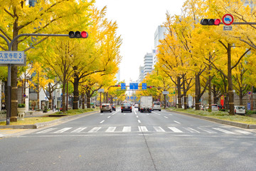 Midosuji Boulevard and Ginkgo Trees in Osaka, Japan - obrazy, fototapety, plakaty