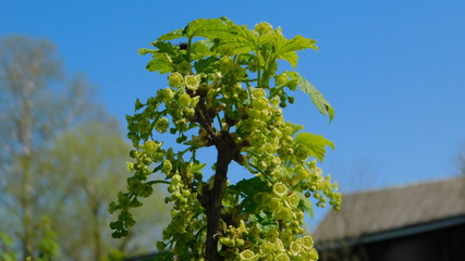 a blooming sprig of red currant against the blue sky