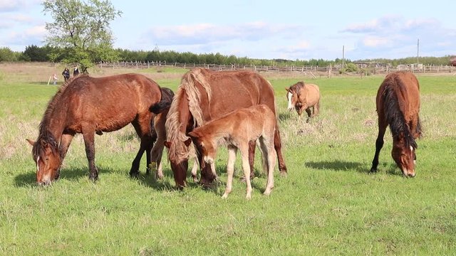 Several red-colored horses and a foal graze in a spring meadow near the farm.