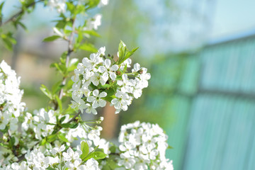 Flowers on plum tree branches close-up on a sunny spring day. Natural background