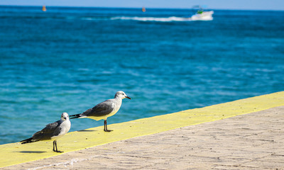 dos aves en la playa 