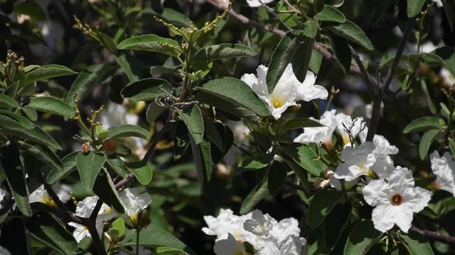 Clusters of white Texas Olive blossoms shake violently in the wind.