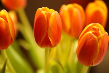 red yellow tulip