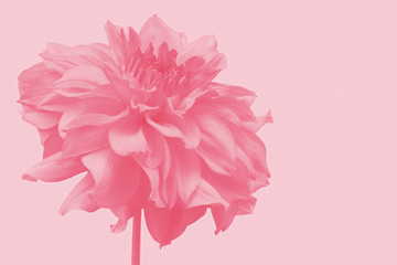 Fototapeta premium dahlia