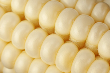 White corn vegatable closeup background