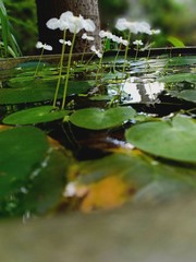 water lily in the pond