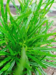 green grass background