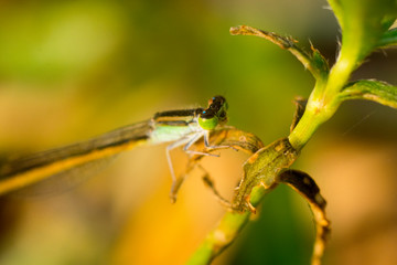 orange yellow black Dragonfly Flying india