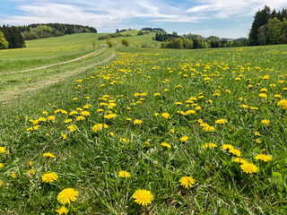 Spring landscape with dandelions meadow