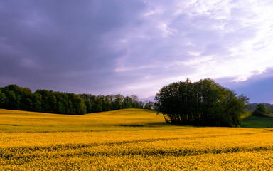 Obraz premium field of yellow flowers