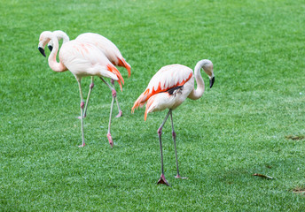 Pink flamingos against green background. Group of flamingos.