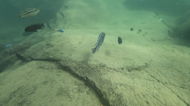 Following fish in lake malawi