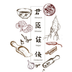 Chinese medicine, herbs and plants, zhen shen root vector illustration banner. Alternative medicine.