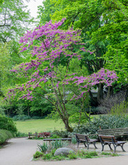 Fototapeta na wymiar Blooming tree in park in spring