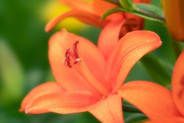 オレンジのユリ
