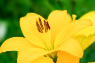 Fototapeta premium 黄色いユリ