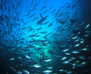 Fototapeta na wymiar Scuba divers behind a massive underwater shoal of tuna fish 