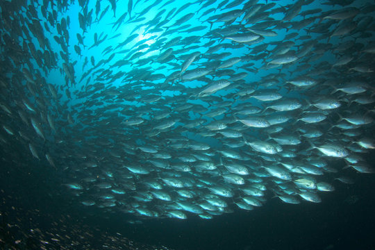 Huge school of tuna fish underwater. 