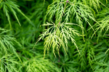 Green leaves of plant in spring