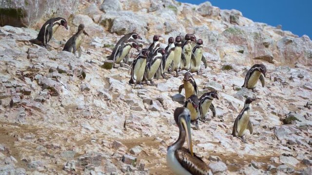 Cute penguins slowly walking down rocky shore towards the ocean, slow motion
