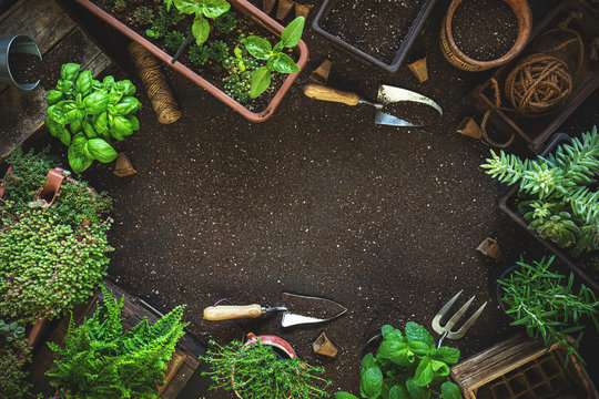 Composition with plants and gardening tools