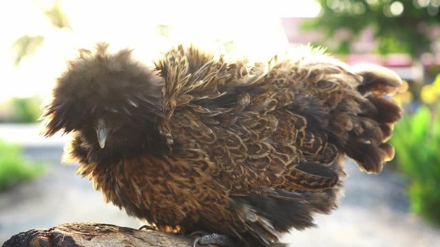 Beatuful brown silkie chicken in mornign sunlight farm