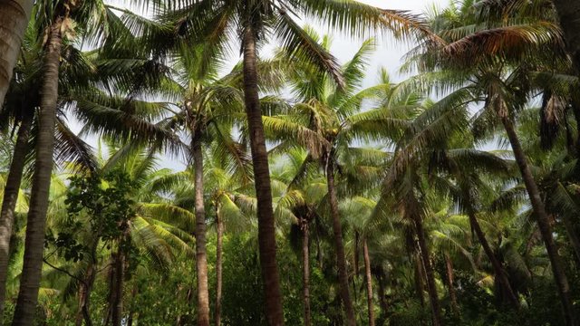 Lush and humid jungle filled with tall coconut trees on tropical island in Fiji