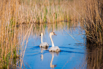 para łabędzi © Iwona