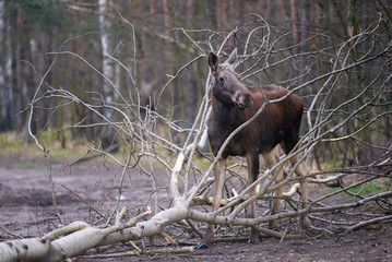 łoś w lesie © Iwona