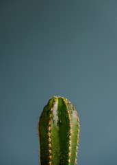 cactus on a blue background with a drop of water