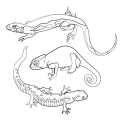 Hand drawn Reptiles line art, vector illustrations isolated