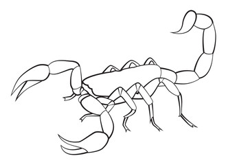 Hand drawn Scorpio line art, vector illustration