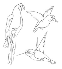 Hand drawn set of birds, line art vector illustrations