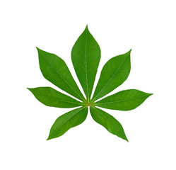 Green cassava leaf isolated on white background.