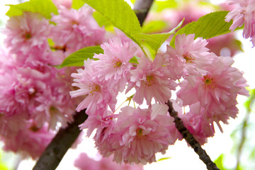 Spring sakura blossom. Delicate pink flowers.