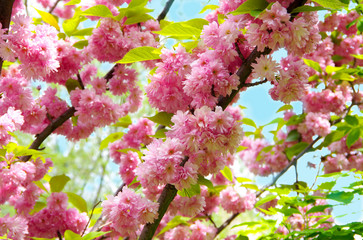 Spring sakura blossom. Delicate pink flowers.