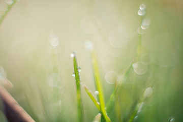 Dew drops on a plant, Ripasottile lake, Rieti