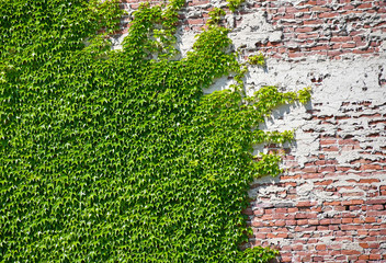 Climbing plants on the brick wall