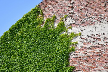 Climbing plants on the brick wall