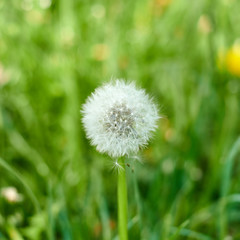 Big white dandelion macro image. Nature background.