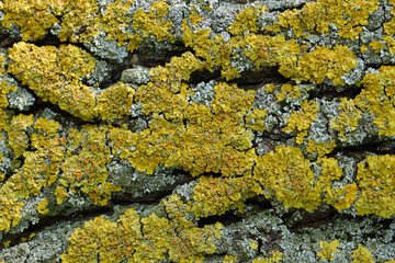 Moss on the tree bark, macro image, texture.